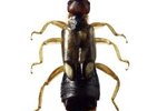 Facts on Earwigs