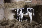 How Often to Give Probios to Calves