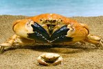 Distinguishing Characteristics of Crabs