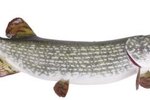 Types of Muskies