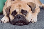 How to Stop Dogs From Scratching or Digging the Carpet