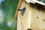 Woodpecker Birdhouse Construction