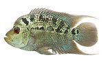 Types of Flowerhorn Fish