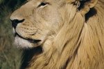Do Lions Have Multiple Female Mates?