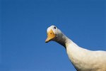 Raising Geese as Pets