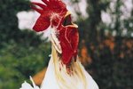 What Are the Benefits of Roosters?