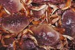 Types of Crabs Found at the Ocean