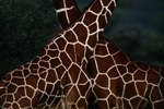 Difference Between Masai & Reticulated Giraffes