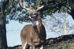 Gender Identification for White-Tailed Deer