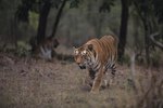 The Environment & Adaptations of Tigers