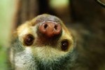 What Bugs Do Sloths Eat?