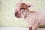 How to Wean an Orphan Sheep From Milk Replacer