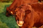 When Do Cows' Permanent Teeth Erupt?