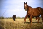 How to Stop Diarrhea in a Horse