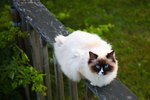 About Ragdoll Cats
