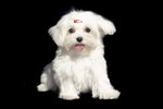 How to Determine How Big a Maltese Puppy Will Get