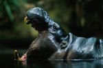 Facts on the Pygmy Hippopotamus