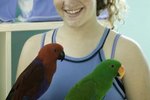 Why Is My Eclectus Parrot Screaming?