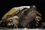 The Mating Season and Reproduction of the Snapping Turtle