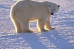 List of Endangered Bears