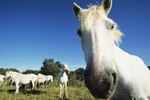 Are Boy Horses Nicer Than Female Horses?