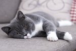Signs & Symptoms of Cat Depression