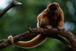 Animal Facts for the Howler Monkey