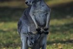List of Marsupial Animals