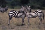 The Lifespan of a Burchell's Zebra