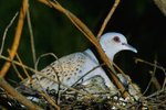 Nesting Habits of Doves