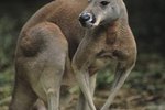 Description of a Kangaroo