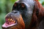 Are Orangutans Aggressive?