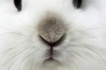 Things That Are Harmful to a Rabbit's Lungs