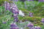 How to Identify a Bunting Bird