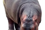 Gestation of a Hippopotamus