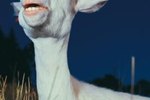 Why Do Pygmy Goats Grind Their Teeth?
