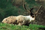 The Interaction of the Caribou & Its Environment