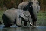 What Type of Climate Does an Asian Elephant Live In?