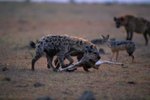 Relationship Between Lions & Hyenas