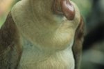 About the Endangered Proboscis Monkey