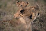 When Do Lions Stop Caring for Their Cubs?
