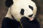 Facts About Endangered Pandas