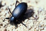 Facts on Darkling Beetles
