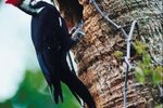 What Is the Purpose of a Woodpecker Pecking Wood?