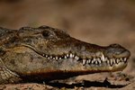Can a Crocodile Stick Out Its Tongue?