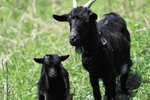 How to Detect if a Goat Is Pregnant