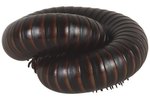 What is the Fluid Secreted by Millipedes?