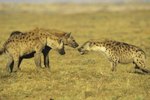 What Do Hyenas Do During the Day?