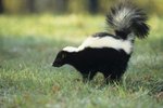 The Behavior of Skunks