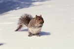 How to Build Homes for Gray Squirrels